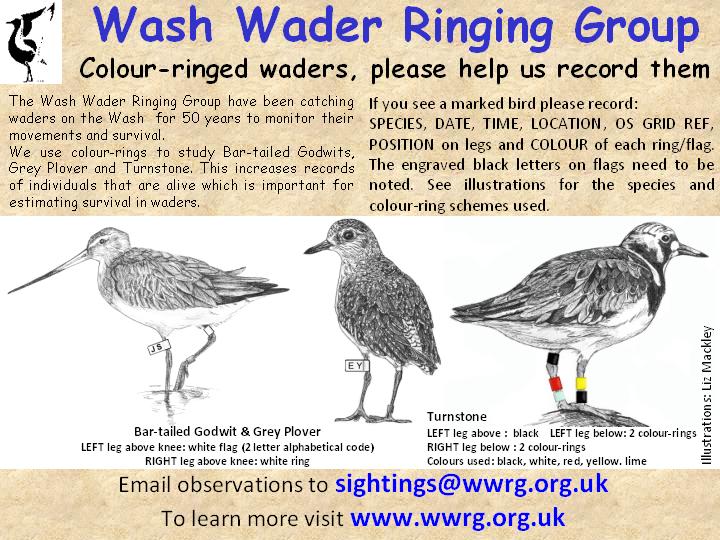 Wader Quest: COLOUR RING SIGHTING INFORMATION