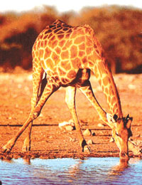 giraffe%2Bdrinking%2Bwater.jpg