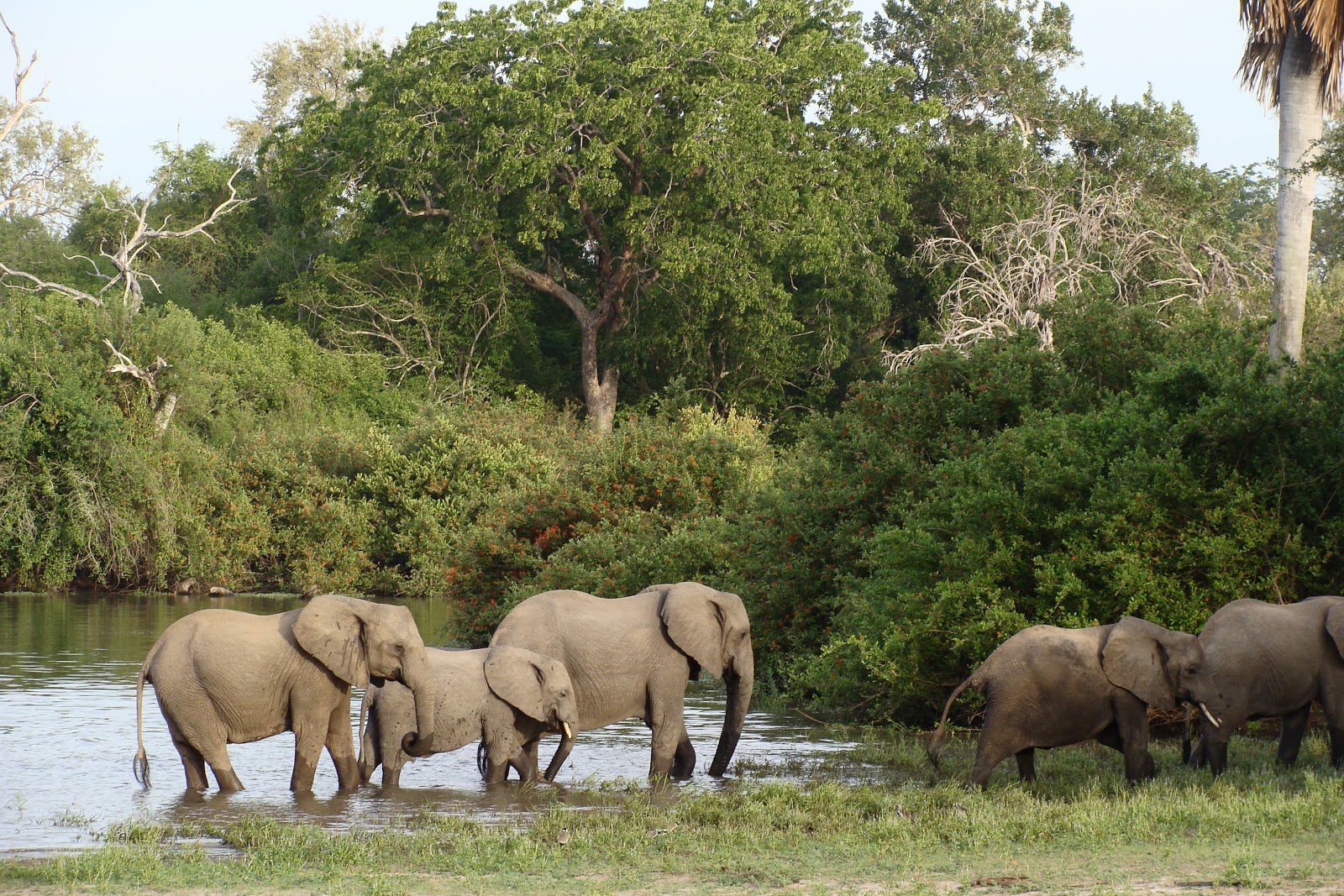 Tuteh  ID selous game reserve Selous reserve game tanzania destinations wildlife