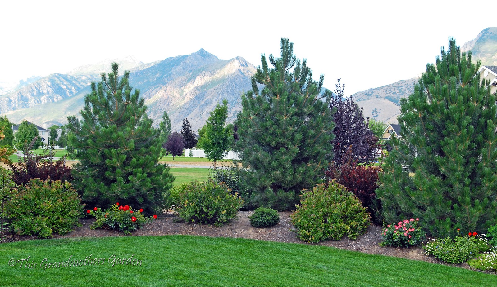 Privacy Trees Evergreens | Joy Studio Design Gallery - Best Design