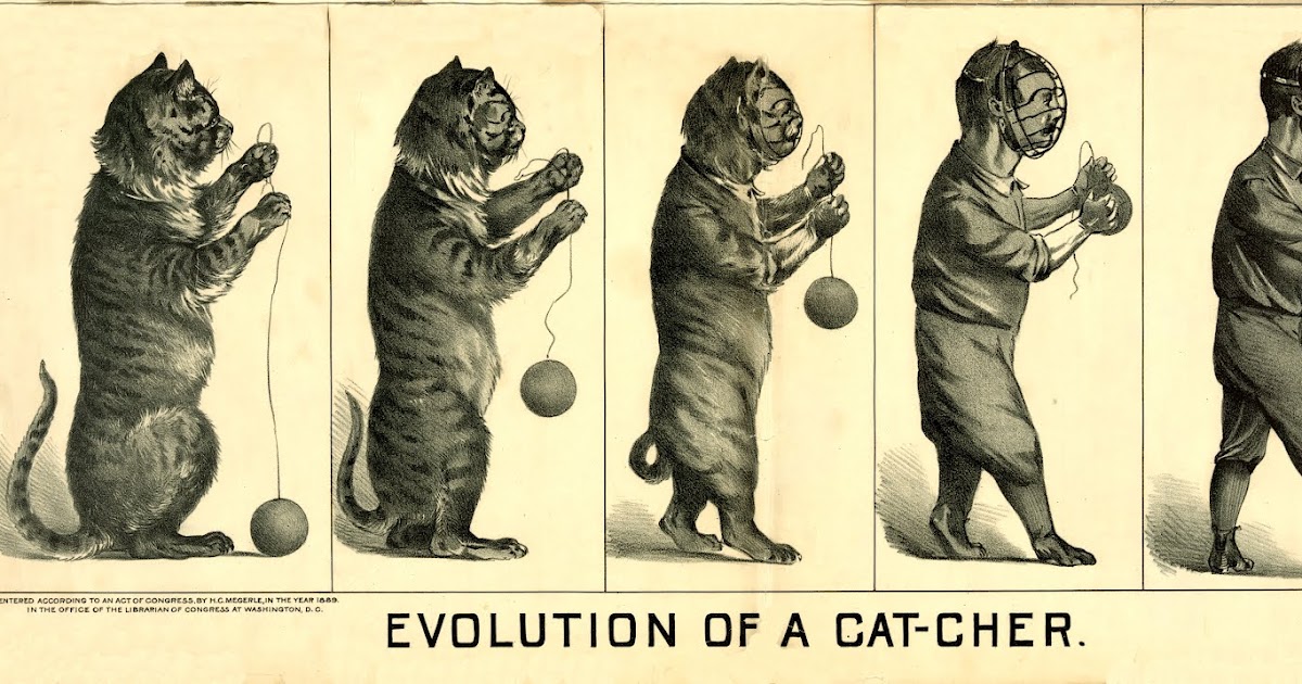 Evolution cat to catcher Public Domain Clip Art Photos and Images