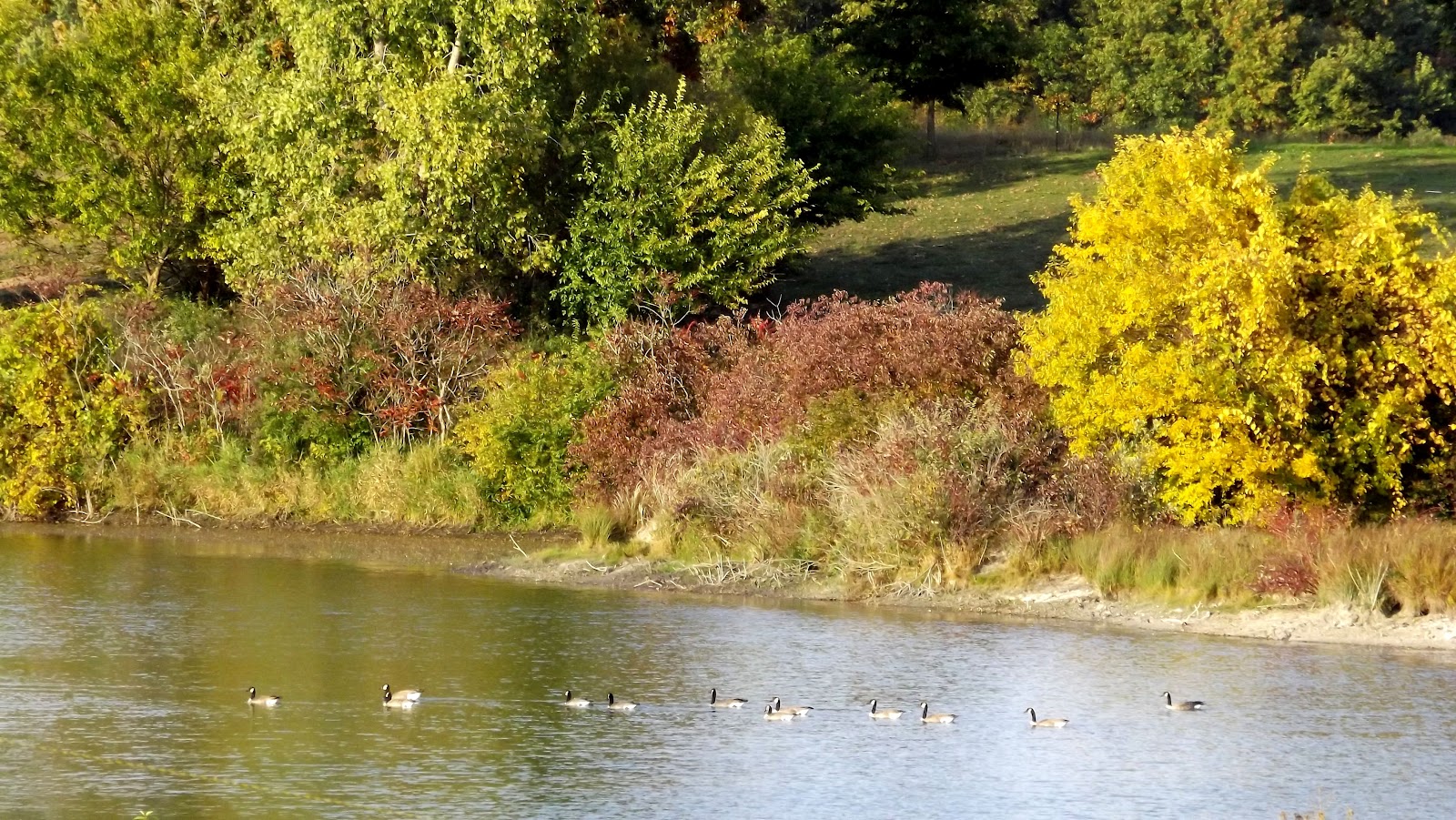 Horse Boarding in Hillsdale Michigan