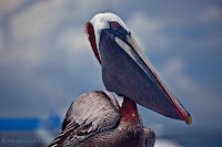 Pelican at Punta Pitt, San Cristobal,  Galapagos