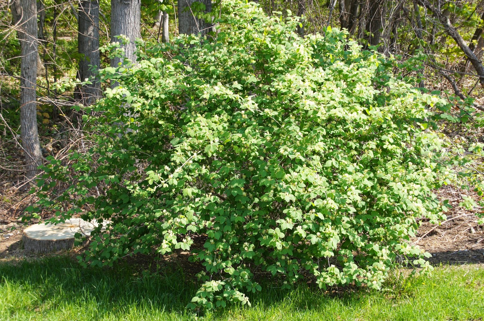 Feast Or Famine Winter Honeysuckle The Lonicera Fragrantissima