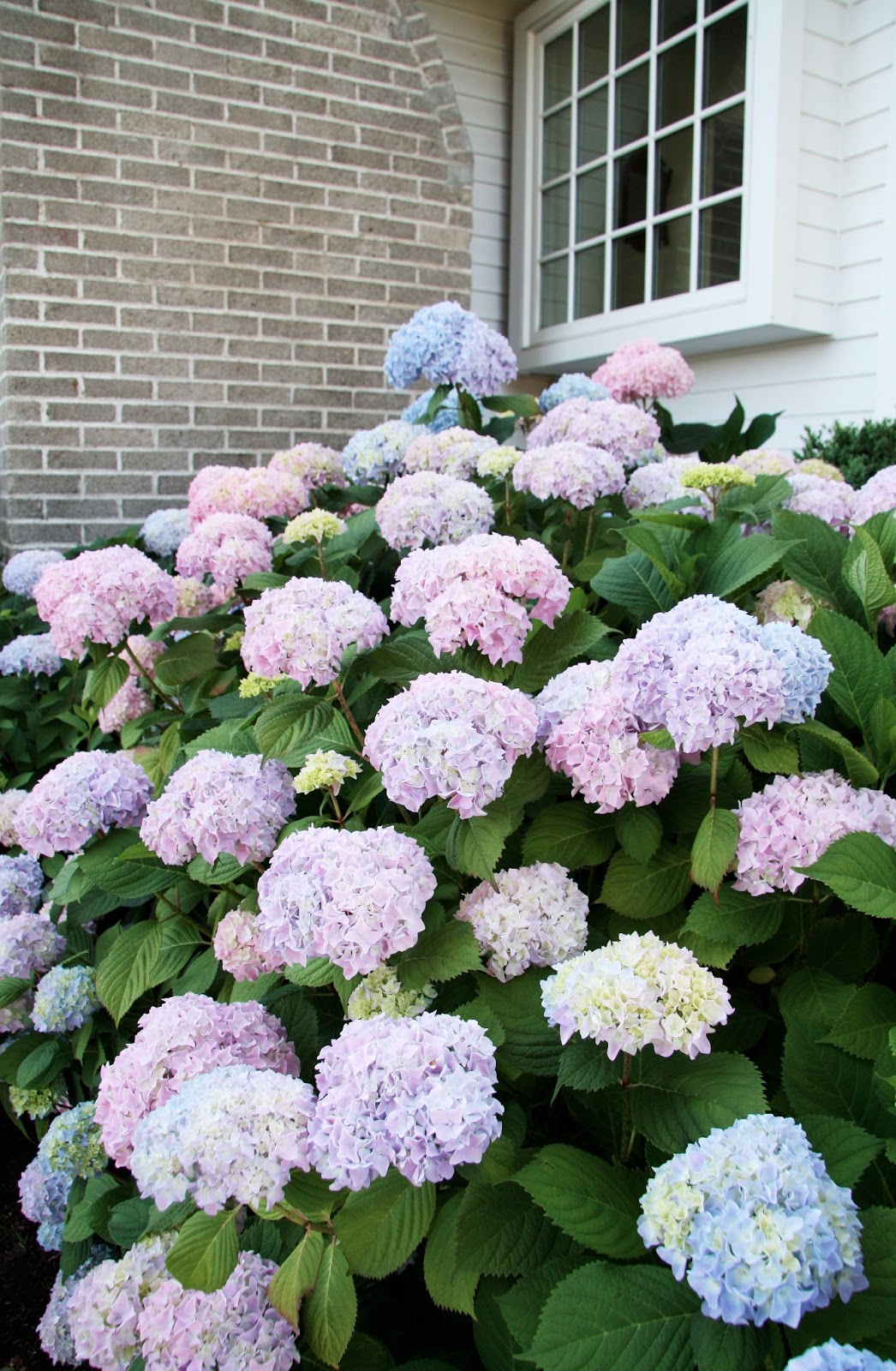 In the Fields : A Love of Hydrangeas