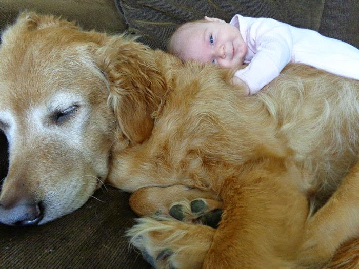 22 Little Kids And Their Big Dogs 22 Little Kids And Their Big Dogs