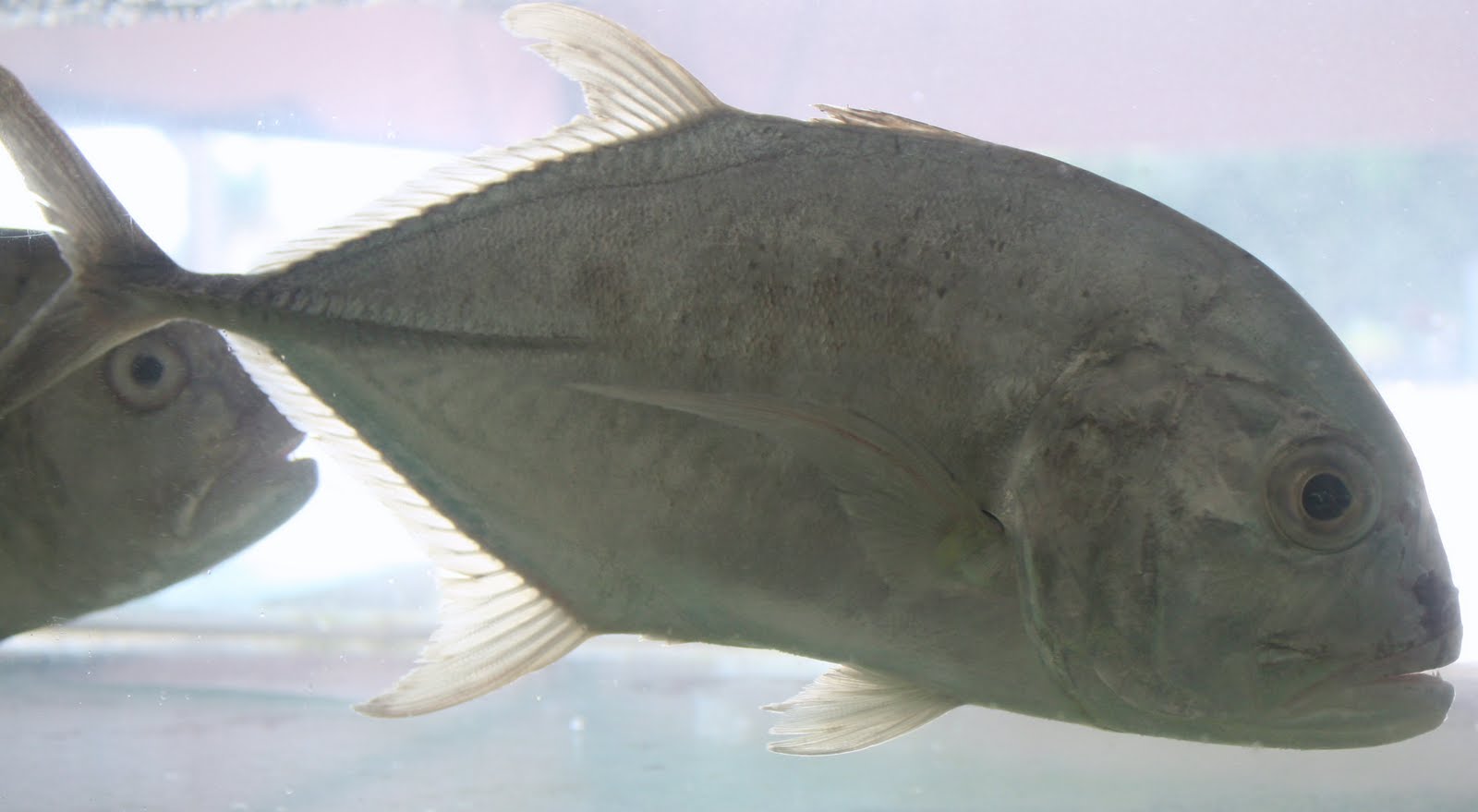 Warga Perikanan Brunei Ikan Ikan Laut Tempatan Marine Fishes Of Brunei Darussalam