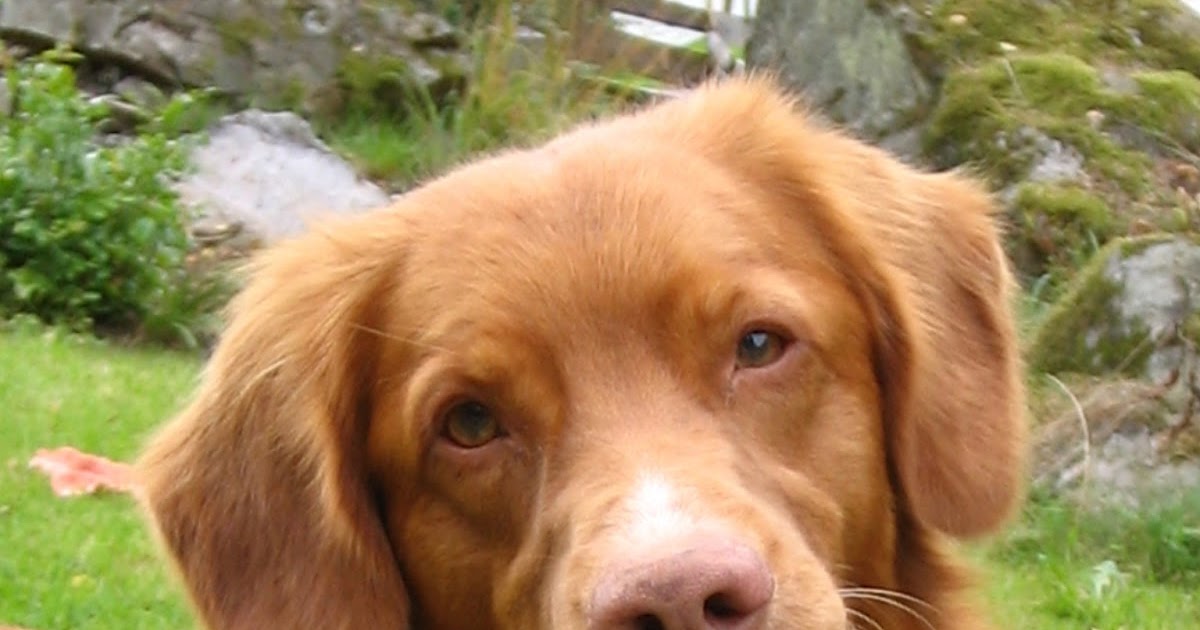 About Nova Scotia Duck Tolling Retriever Training Your Nova Scotia