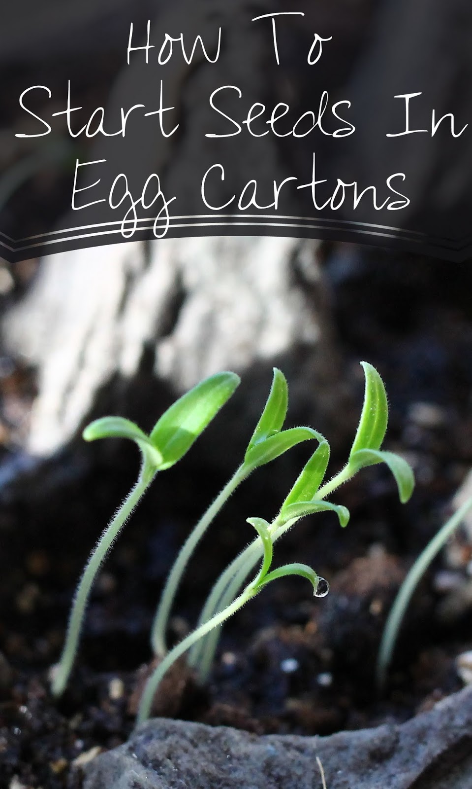 Make It Handmade Starting Seeds in Egg Cartons