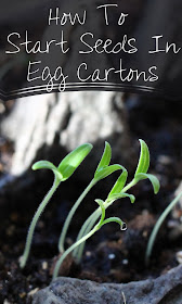 How to start vegetable seeds in egg cartons-- an easy step by step guide. A wonderful gardening project to do with kids of any age.