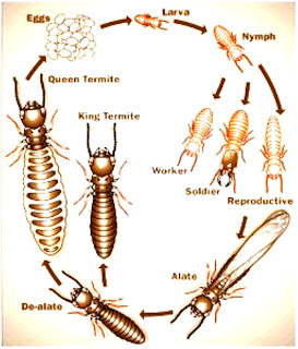 baby termites