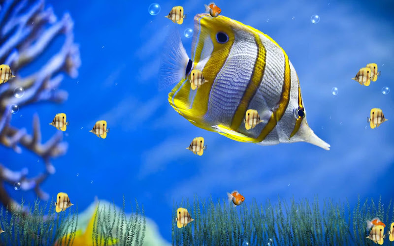 Animated Wallpapers, Animated Pictures & Free Animation Photo title=