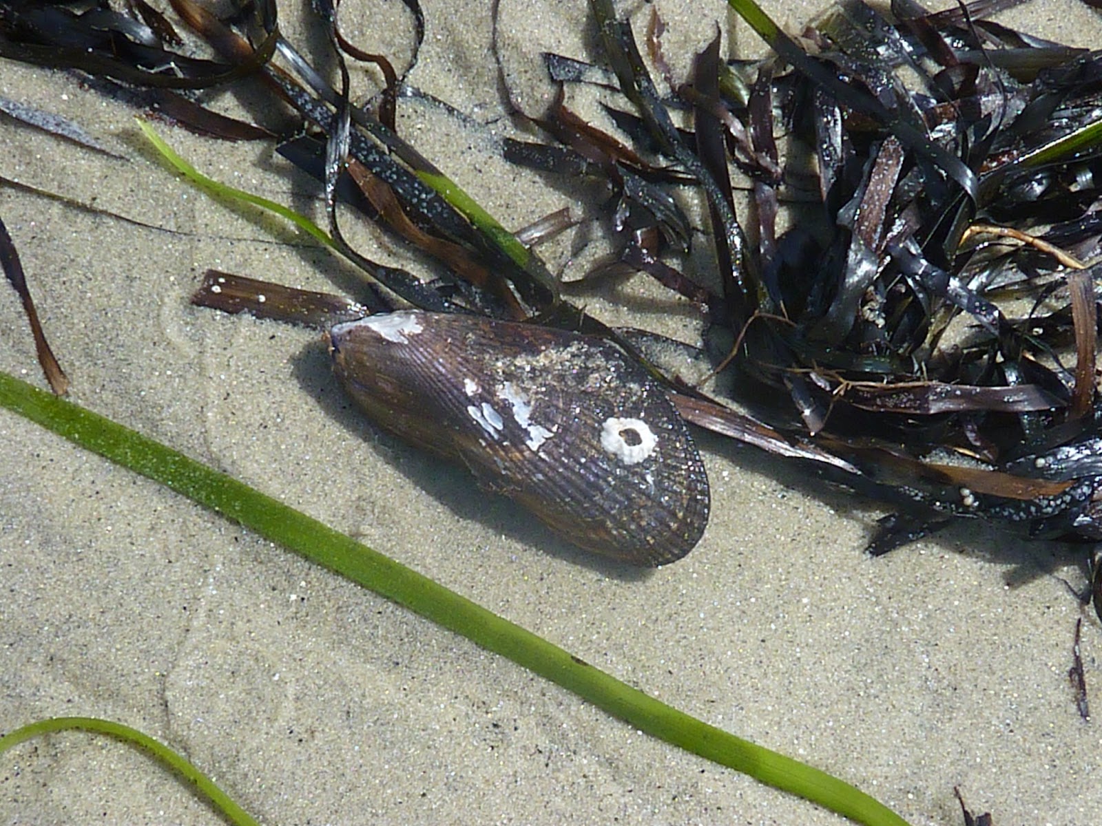 WHS AP Bio 2012: Taylor: Organisms in Different Animal Phyla