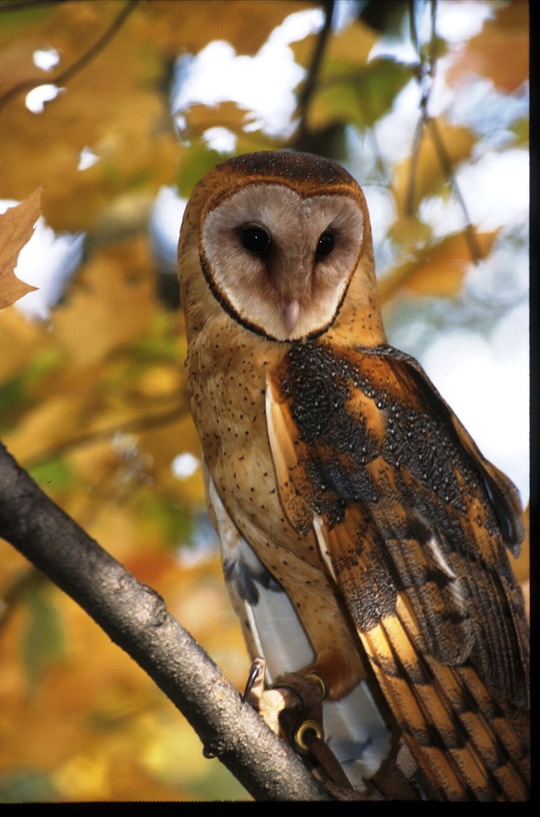 Barn Owls Making a Comeback in Ohio