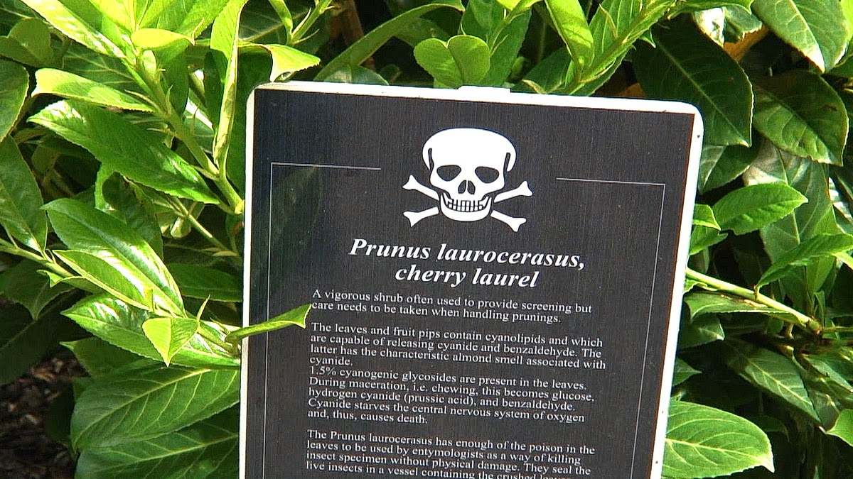 The Toxicologist Today What about the toxicology of burning bay leaf