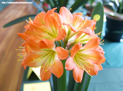 Clivia