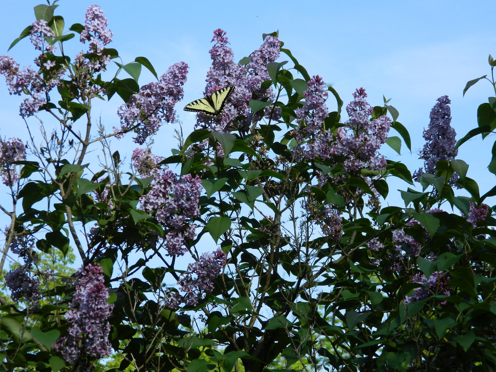 The Magic of Ordinary Days The Lilacs Are Blooming...