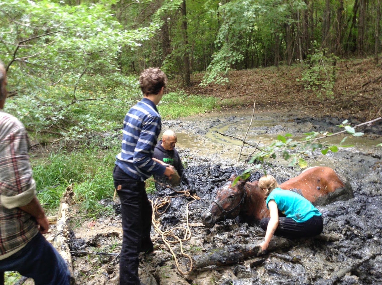 The Old White Farmhouse Horse Stuck in Quick Sand AKA Horse Sense is