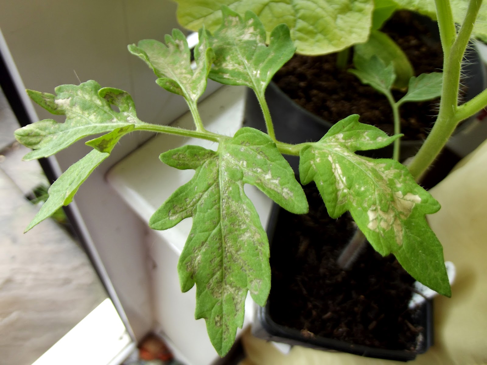 NomeGrown Vanishing Onions and Other Worries&hellip;