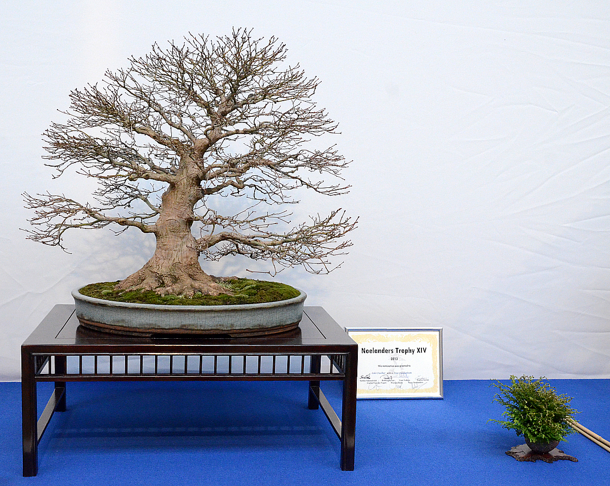 Bonsai Living Art Noelanders Trophy 2013