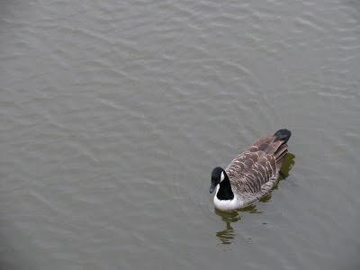 Canadian Goose - York, England, UK