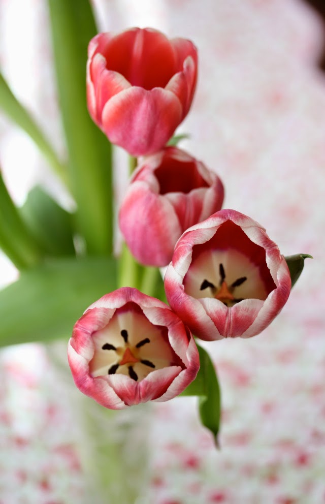 pink and white tulips opening