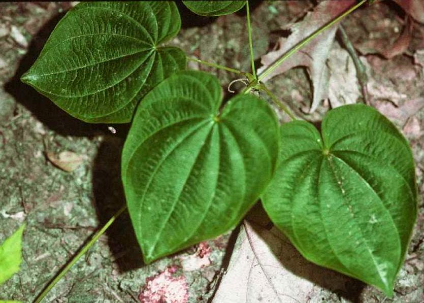 Future Plants by Randy Stewart Ornamental Yam
