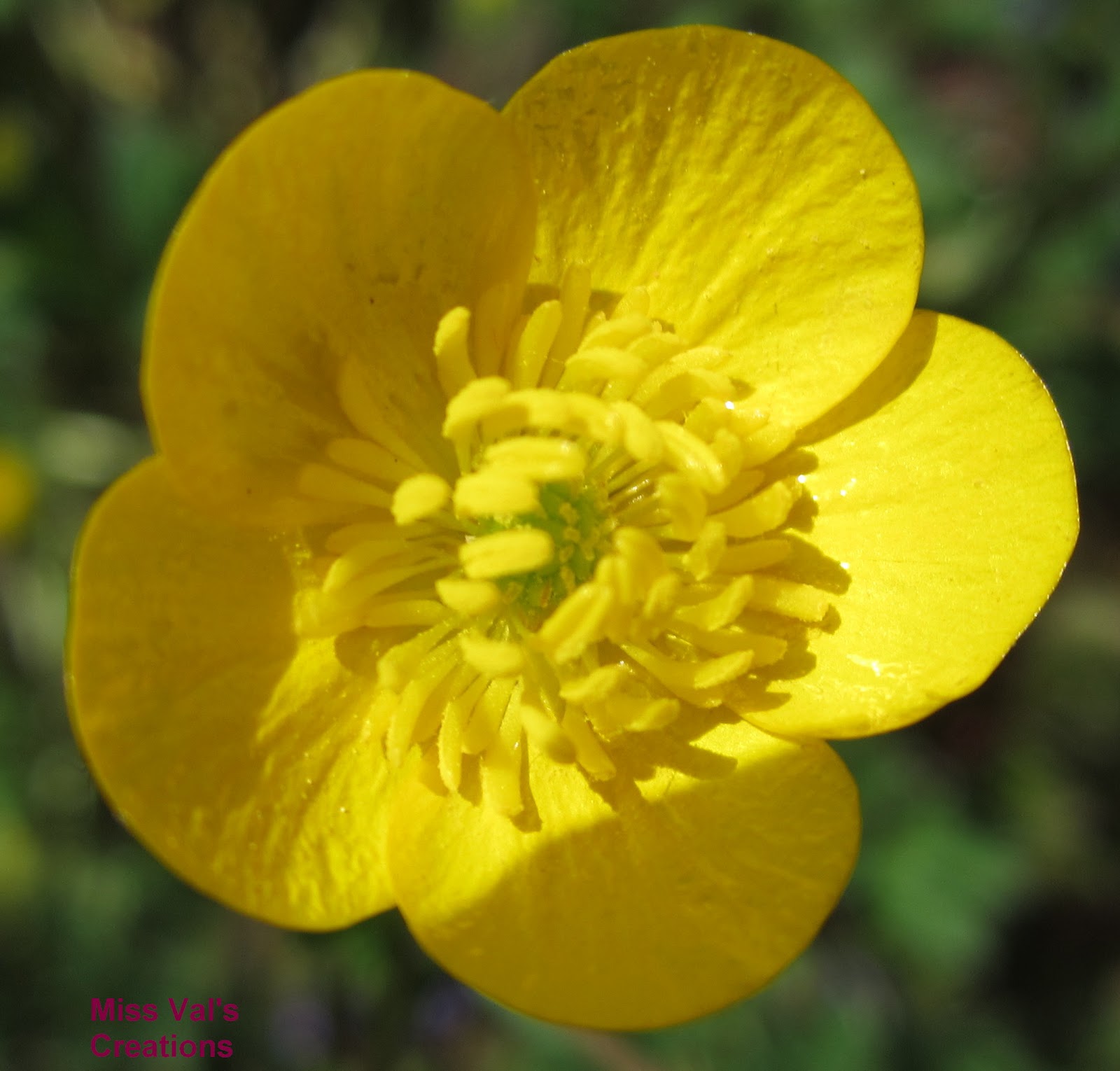 picture of miniataure buttercup weed picture of miniataure buttercup weed