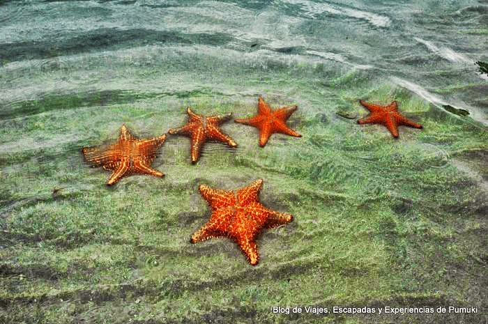 Estrellas de mar en Playa Estrella, Bocas del Toro Grupo de Estrellas de mar (Asteroidea) en Bocas del Toro, Panamá