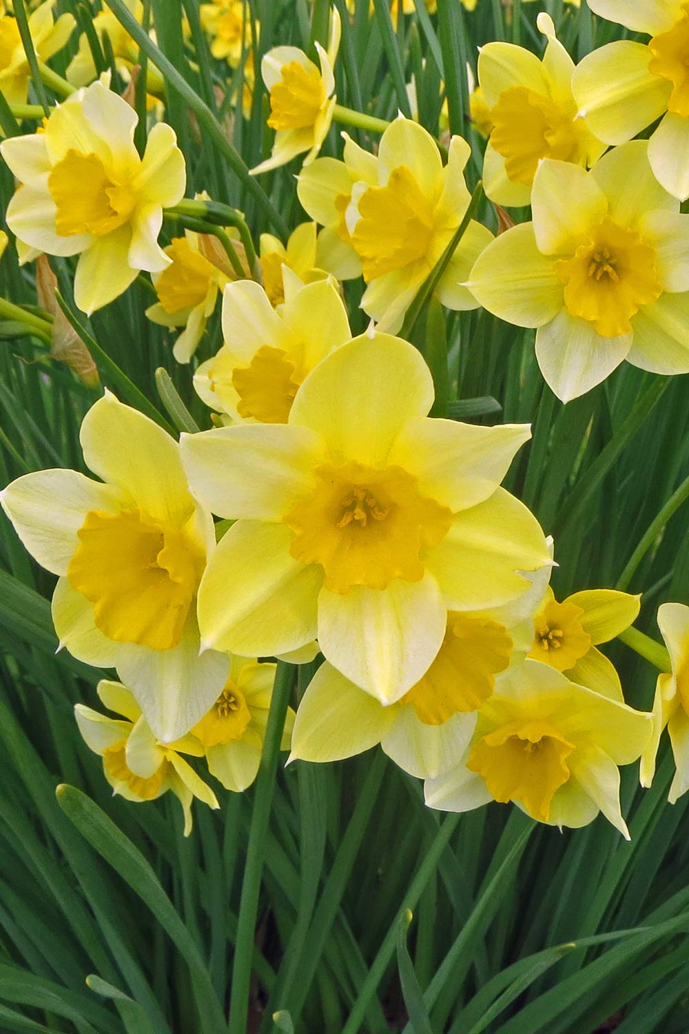 An Arkies Musings Old Washington Jonquil Festival