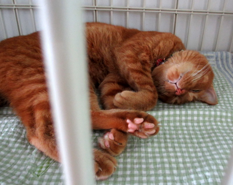 Cat Tales Of Grooming And Coconut Oil