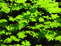 maple tree allergies allergena allergy relief for where you live allergies to maple trees maple tree allergies allergena allergy relief for where you live allergies to maple trees