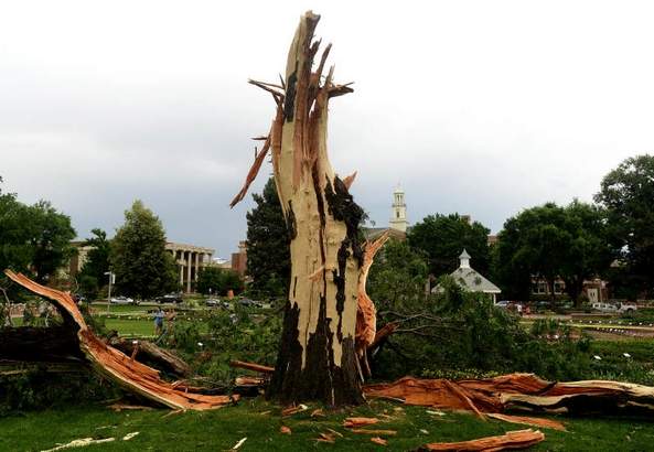 tree struck by lightning