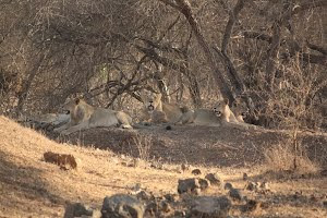 The pride of 6 lions sitting majestically on an elevated mound approx 50 metres away from the  jeep