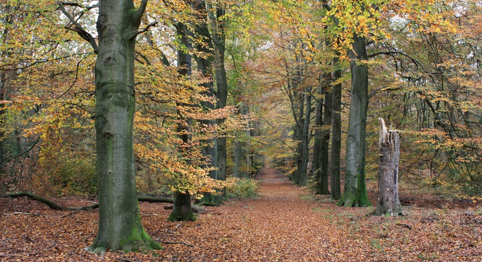 Passie bloempjes: oktober 2012