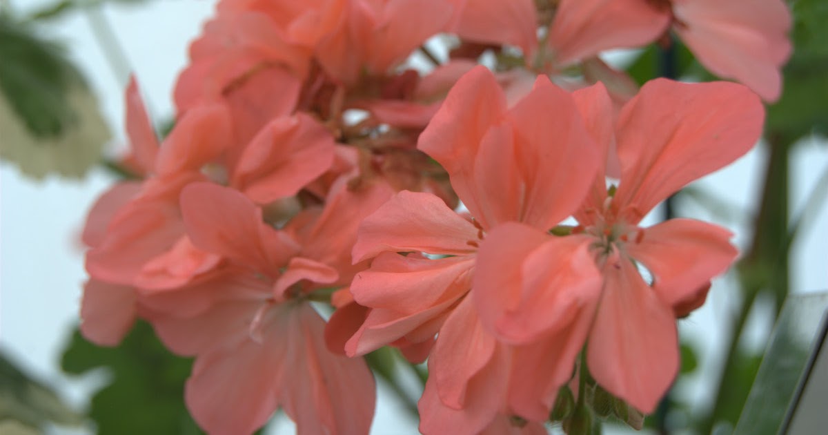Пеларгония floral cascade Пеларгония floral cascade