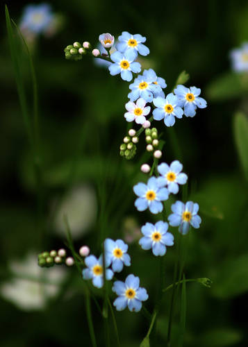 Forget Me Not Engagement Ring Forget Me Not Engagement Ring
