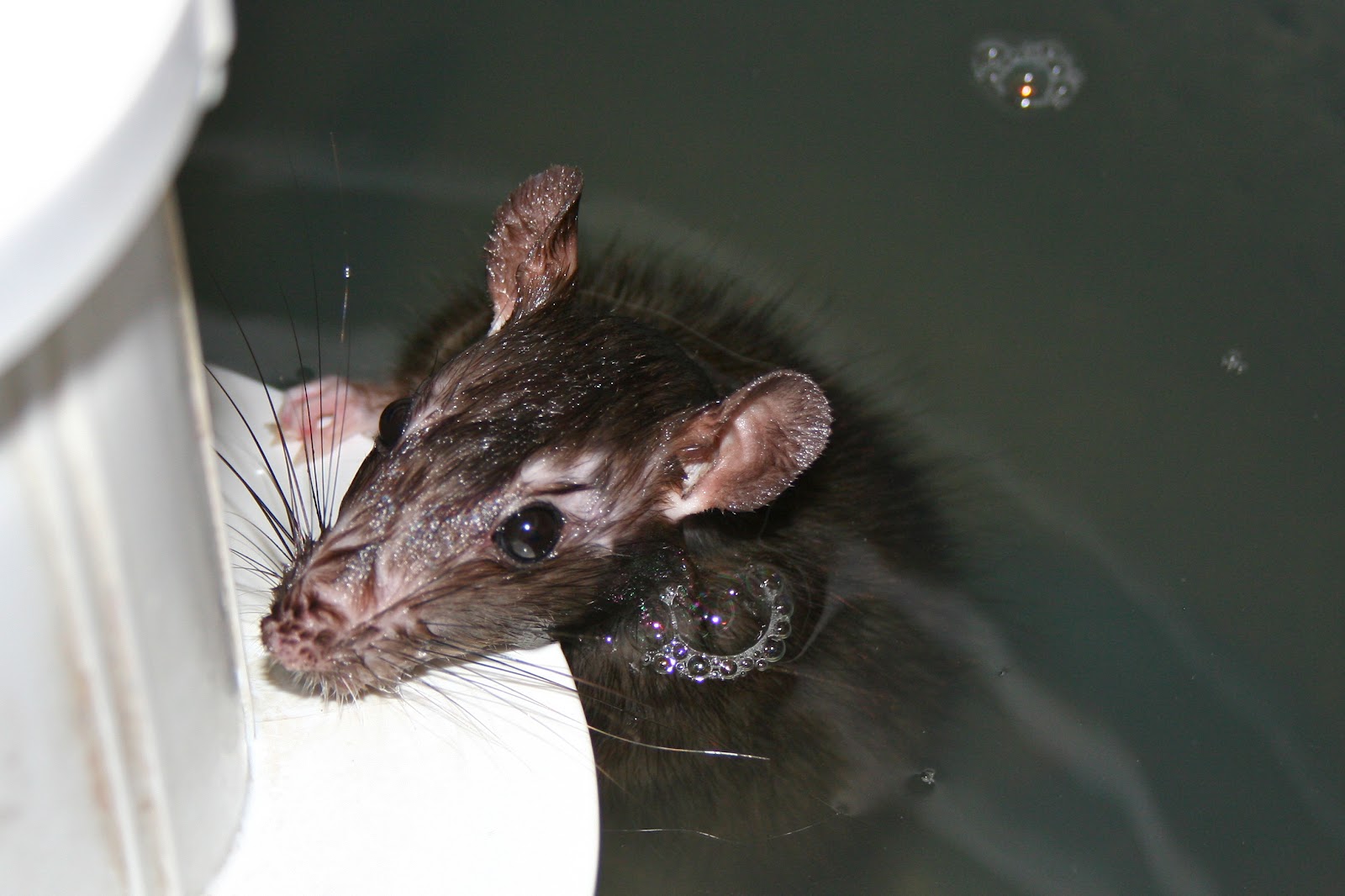 Mason Highlights Like a Drowned Rat