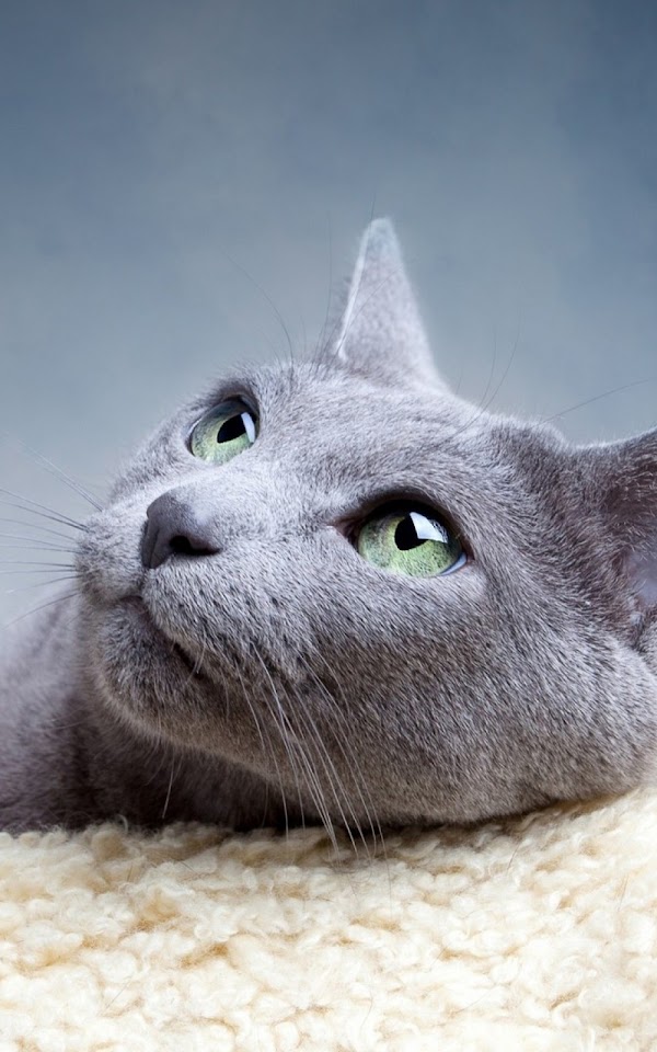 Grey Cat Looking Up Lockscreen Android Wallpaper