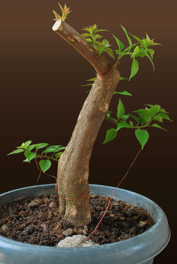 Bougainvillea Bonsai (1) Progression Pictures Bonsai Adventure A