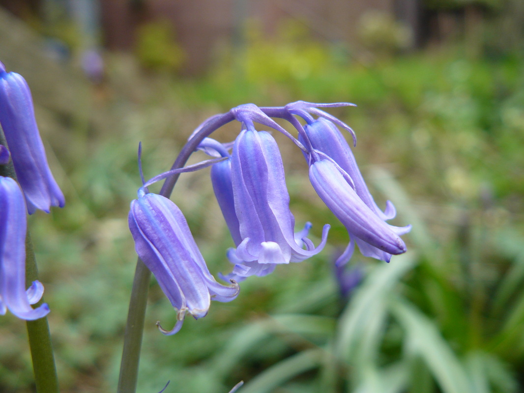 Flower Homes Delicate Flowers
