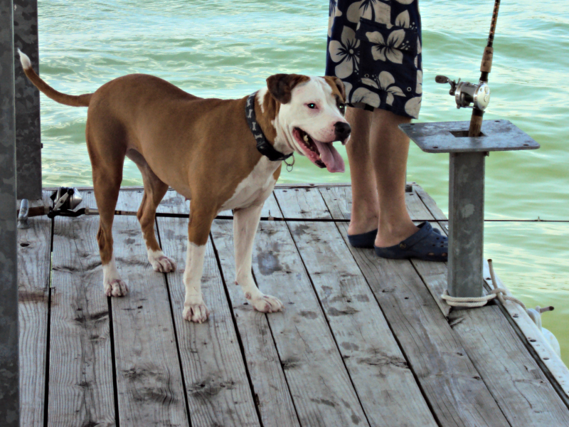 Fishing With Dogs A Cautionary Tale Pawsitively Pets