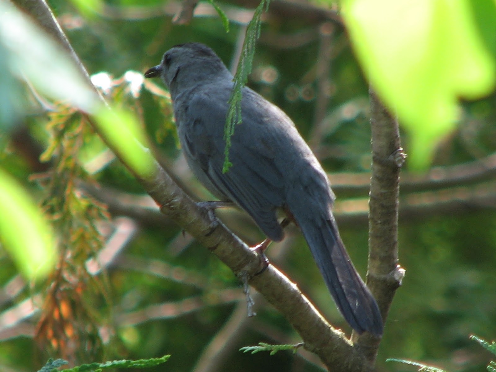 South Burlington birds Backyard Birds photos South Burlington