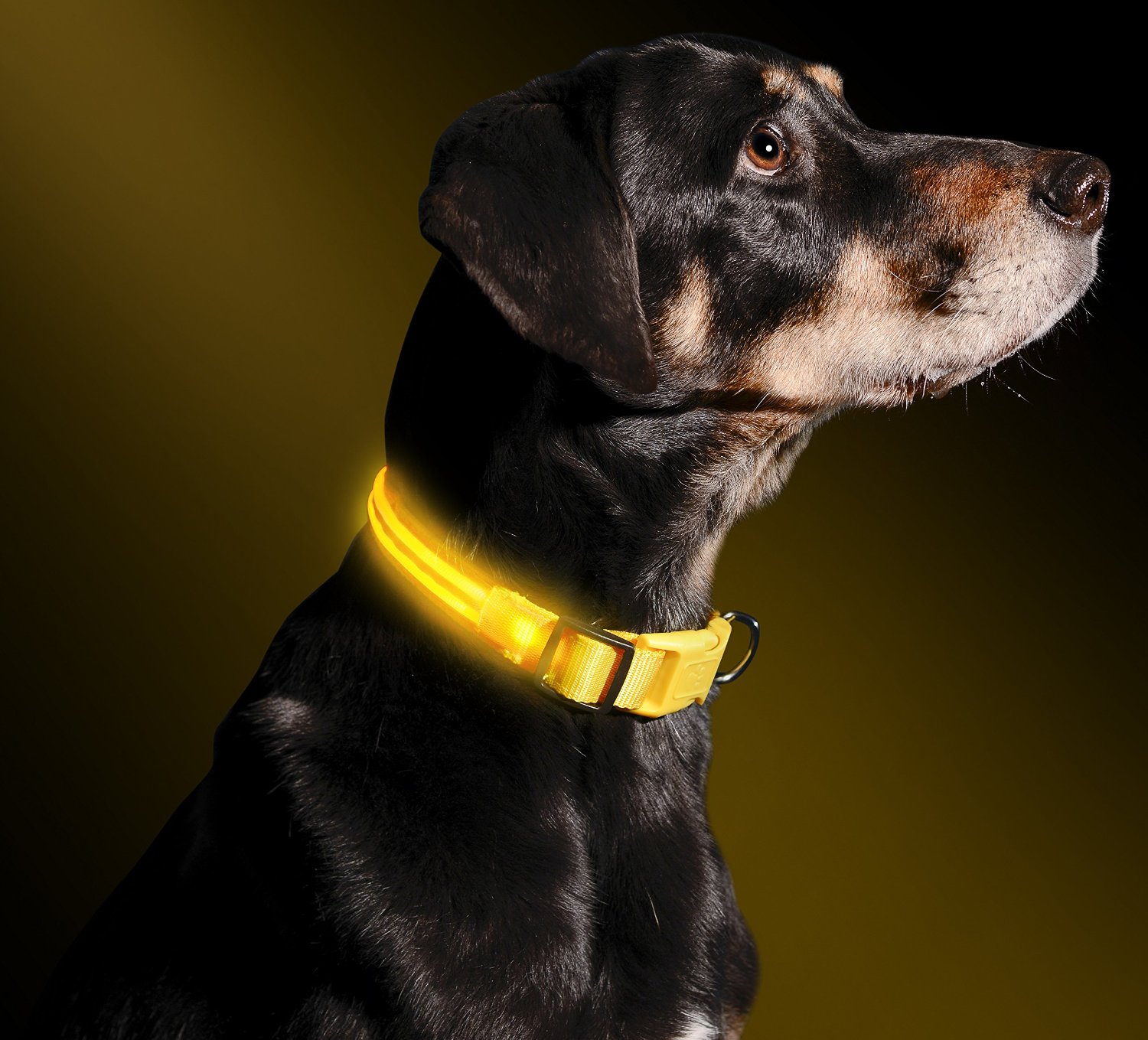Buy High Quality LED Dog Collar in Seattle, WA Eternity LED Glow