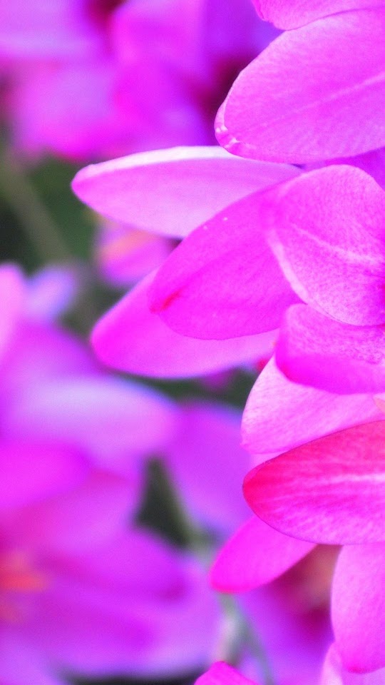 Purple Flower Petals Macro Android Wallpaper