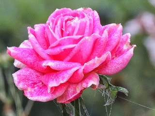  rose remontante