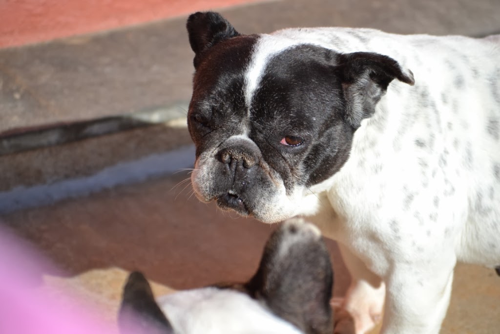 Lebensretter für Hunde aus Tötungsstation gesucht! Kleine Hunde