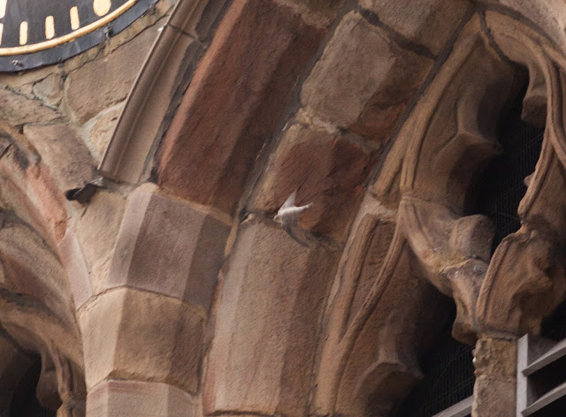 Crag Martin - Crooked Spire, Chesterfield