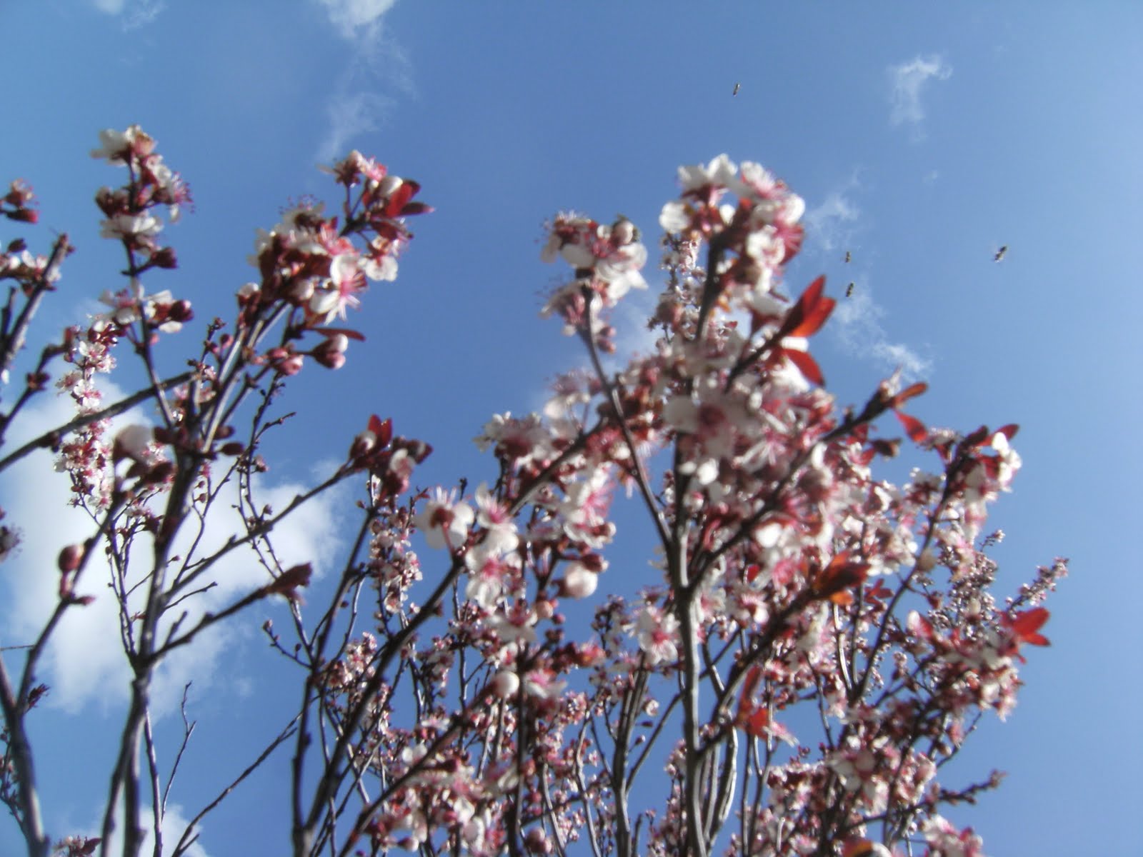 Flowering Almond Shrub Stock Photos And Images Agefotostock