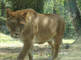 thoiry lion